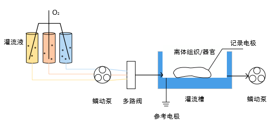 組織灌流實(shí)驗(yàn)中用蠕動泵泵送和分配培養(yǎng)基、緩沖溶液